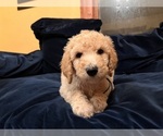 Small Photo #1 Goldendoodle Puppy For Sale in ASHEVILLE, NC, USA