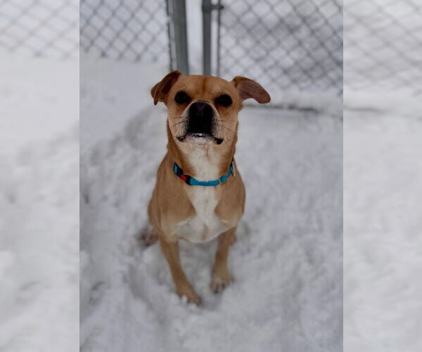 Medium Photo #1 Pug-Unknown Mix Puppy For Sale in Muskegon, MI, USA