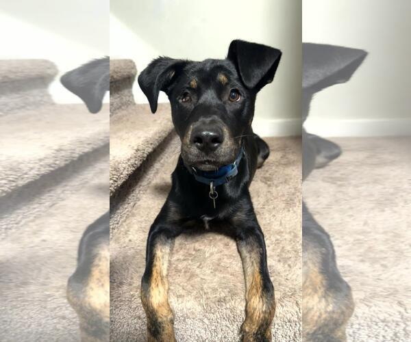 Medium Photo #3 Mutt Puppy For Sale in Coldwater, MI, USA