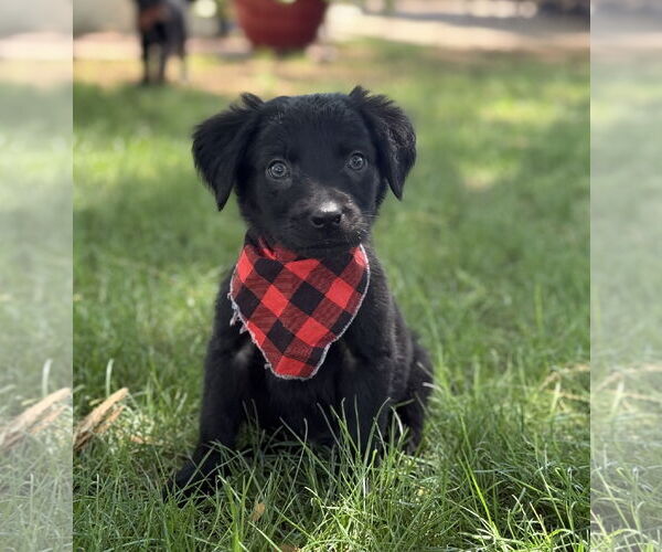 Medium Photo #3 Sheprador Puppy For Sale in Phoenix, AZ, USA