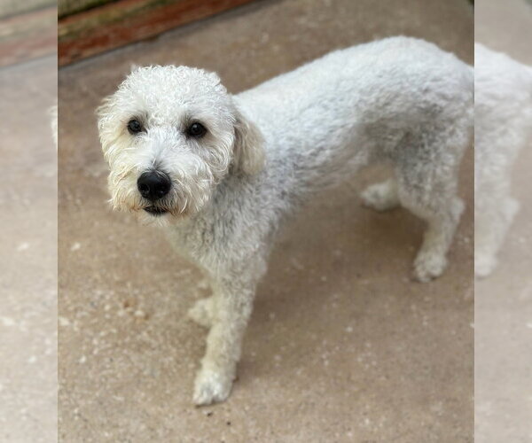 Medium Photo #3 Poodle (Miniature)-Unknown Mix Puppy For Sale in Oak Bluffs, MA, USA