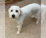 Small #2 Poodle (Miniature) Mix