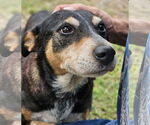 Small #1 Australian Shepherd Mix