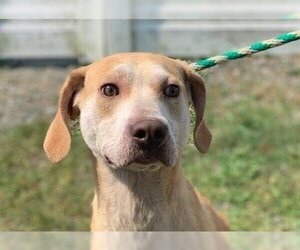 Carter - Male Labrador Retriever-Unknown Mix Dog for Adoption - Photo #4