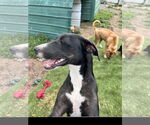 Small #1 Labrador Retriever-Plott Hound Mix