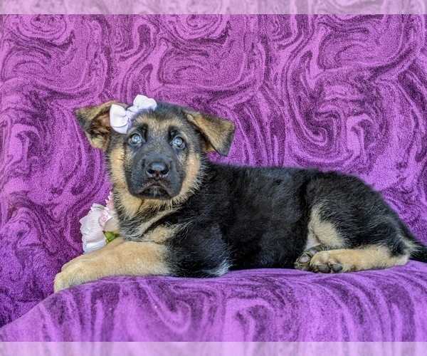 Medium Photo #4 German Shepherd Dog Puppy For Sale in QUARRYVILLE, PA, USA