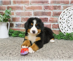 Small #1 Bernese Mountain Dog