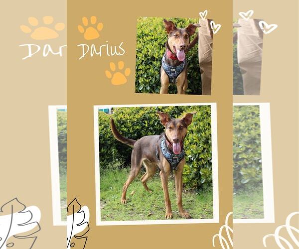 Medium Photo #3 Doberman Pinscher-Unknown Mix Puppy For Sale in Yuba City, CA, USA