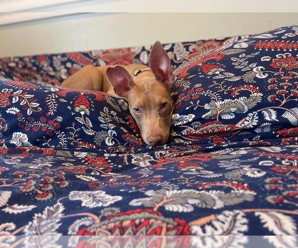 Medium Photo #18 American Staffordshire Terrier-Unknown Mix Puppy For Sale in Holly Springs, NC, USA