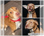 Small #2 American Staffordshire Terrier Mix