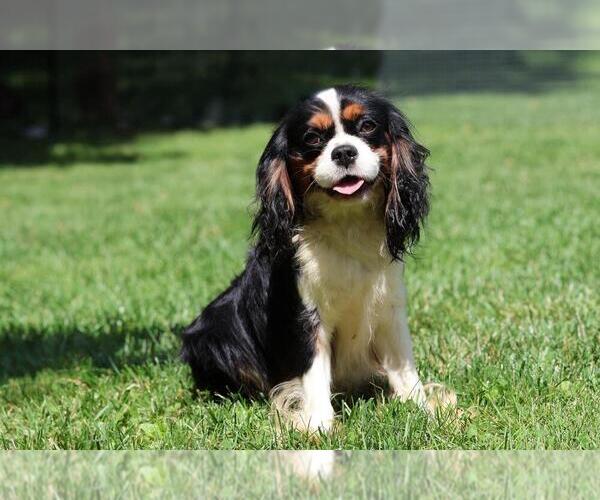 Medium Photo #1 Bernese Mountain Dog-Cavalier King Charles Spaniel Mix Puppy For Sale in COATESVILLE, PA, USA