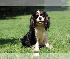 Father of the Bernese Mountain Dog-Cavalier King Charles Spaniel Mix puppies born on 05/30/2025