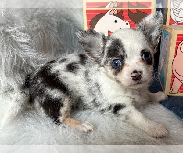 Medium Photo #1 Chihuahua Puppy For Sale in NEWVILLE, PA, USA