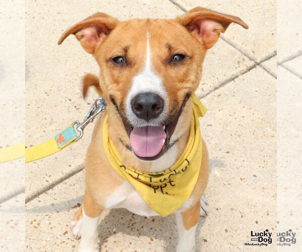 Medium Photo #9 Beagle-Unknown Mix Puppy For Sale in Washington, DC, USA