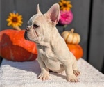 Small #2 French Bulldog