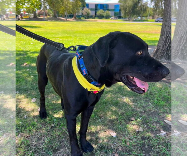 Medium Photo #2 Labrador Retriever-Unknown Mix Puppy For Sale in San Diego, CA, USA