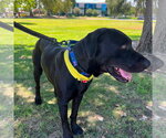 Small #1 Labrador Retriever Mix