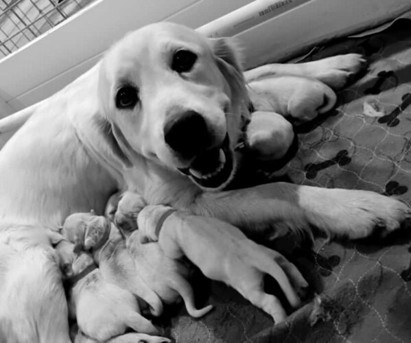 Medium Photo #1 English Cream Golden Retriever Puppy For Sale in EVERETT, WA, USA