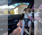 Small #2 Bullboxer Pit