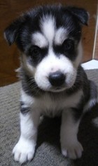 Siberian Husky Puppy for sale in DITTMER, MO, USA