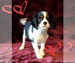Small Photo #5 Cavalier King Charles Spaniel Puppy For Sale in LAMAR, AR, USA