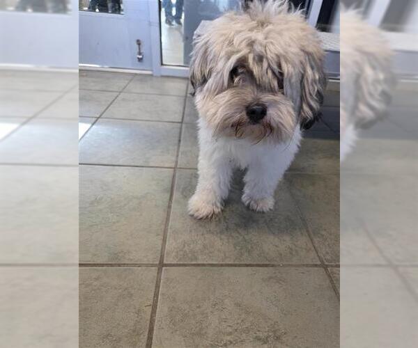 Medium Photo #1 Mutt Puppy For Sale in San Antonio, TX, USA