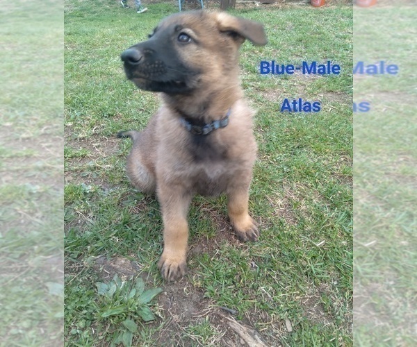 Medium Photo #24 German Shepherd Dog Puppy For Sale in BEAVER FALLS, PA, USA