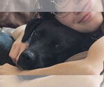 Small #3 Labrador Retriever Mix