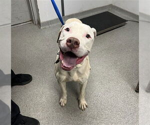 Mutt Dogs for adoption in Palmetto, FL, USA