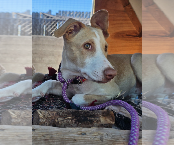 Medium Photo #2 Shepradors Puppy For Sale in Williamsburg, NM, USA