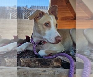Marie - Female Shepradors Dog for Adoption - Photo #2