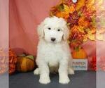 Small Photo #3 Goldendoodle (Miniature) Puppy For Sale in PEMBROKE PINES, FL, USA