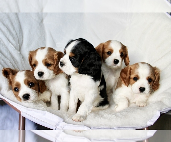 Medium Photo #1 Cavalier King Charles Spaniel Puppy For Sale in WATERLOO, NY, USA