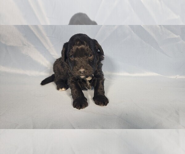 Medium Photo #1 Bernedoodle (Miniature) Puppy For Sale in PEYTON, CO, USA