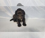 Puppy Karai Bernedoodle (Miniature)