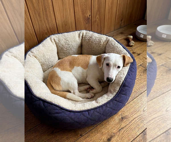 Medium Photo #1 Basset Hound-Unknown Mix Puppy For Sale in Genesee, WI, USA