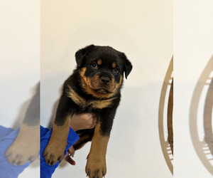 Rottweiler Puppy for Sale in COCOA, Florida USA