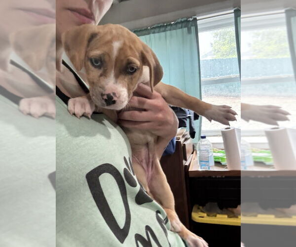 Medium Photo #2 Labrador Retriever-Unknown Mix Puppy For Sale in Brewster, NY, USA