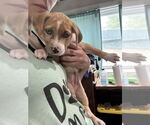 Small #1 Labrador Retriever Mix