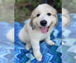 Small #1 Great Pyrenees