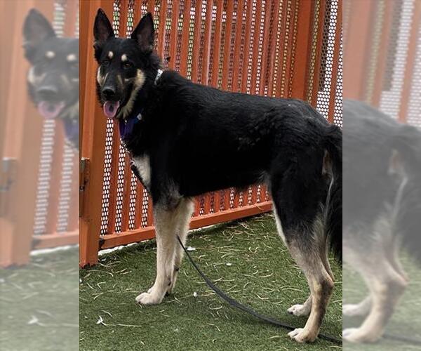 Medium Photo #1 German Shepherd Dog-Unknown Mix Puppy For Sale in Las Vegas, NV, USA