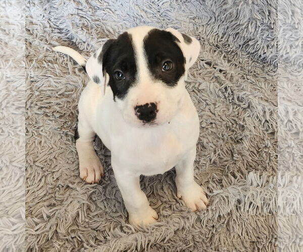 Medium Photo #2 Mutt Puppy For Sale in Fargo, ND, USA