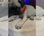 Puppy Mickey Pug