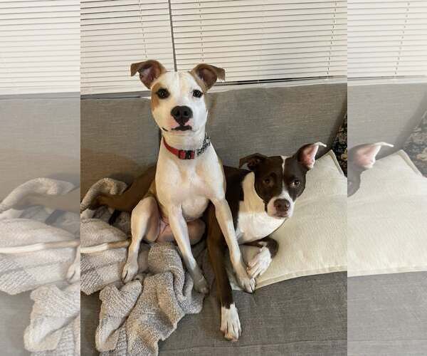 Medium Photo #3 American Pit Bull Terrier-Rat Terrier Mix Puppy For Sale in Wesley Chapel, SC, USA