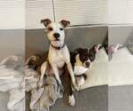 Small #2 American Pit Bull Terrier-Rat Terrier Mix