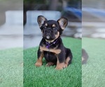 Small #7 French Bulldog