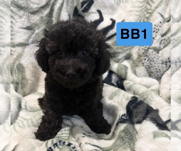 Medium Photo #8 Poodle (Toy) Puppy For Sale in ELM CITY, NC, USA