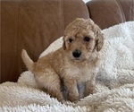 Small #4 Goldendoodle