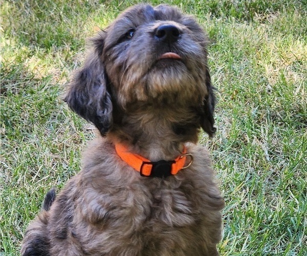 Medium Photo #2 Doodle-Goldendoodle Mix Puppy For Sale in WACO, TX, USA