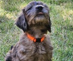 Small Photo #2 Doodle-Goldendoodle Mix Puppy For Sale in WACO, TX, USA